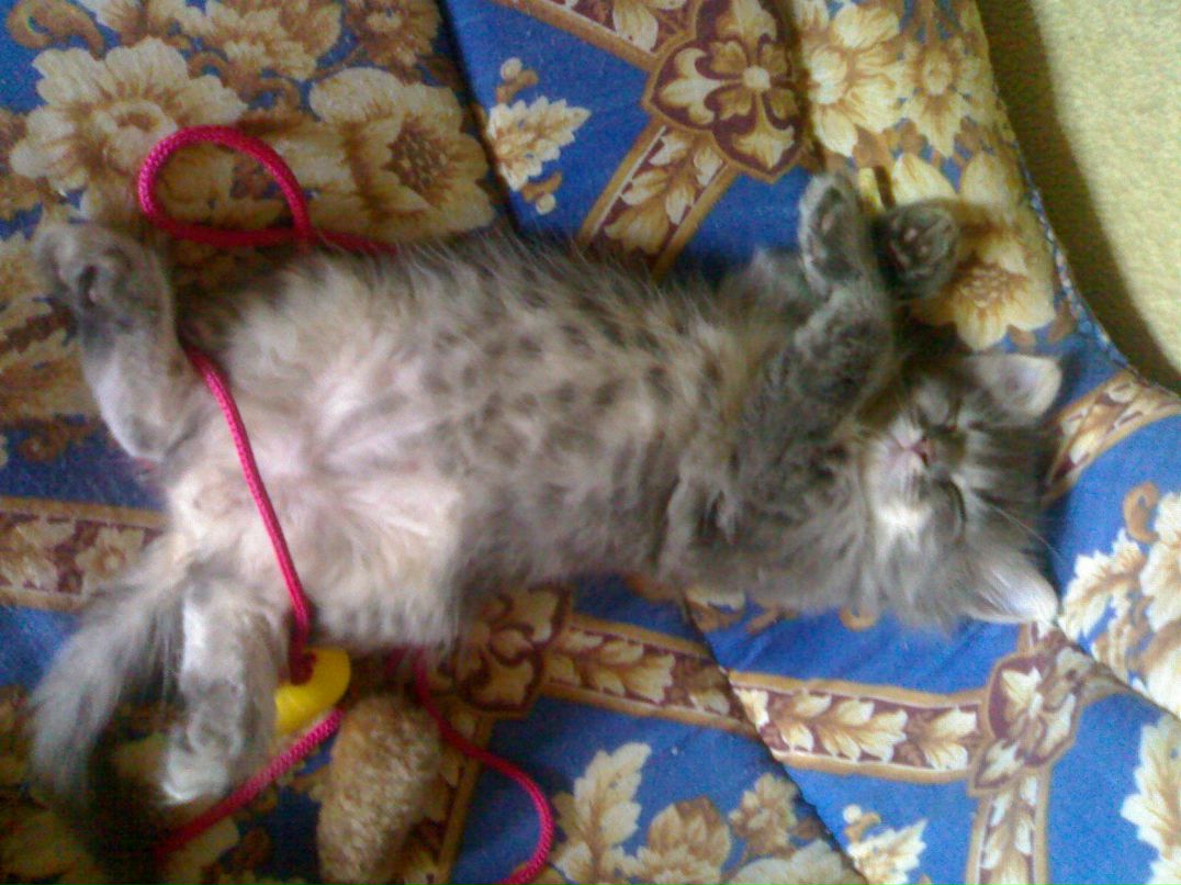 Елена Солдаткина | Москва