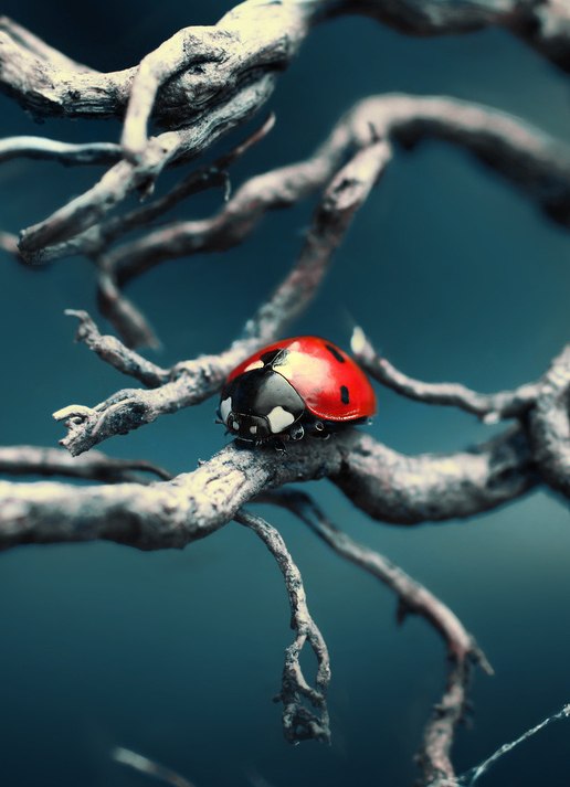 Красная Бука | Иваново