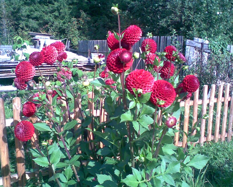 Светлана Смирнова | Череповец