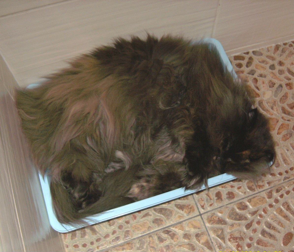 Кошки в нашей жизни. Кошки и все, что с ними связано.