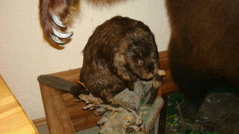 Ирина Башкирова | Новый Уренгой