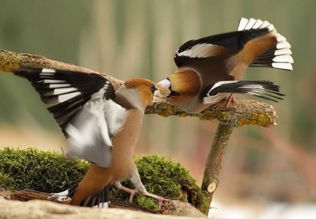 Алёна Фоменко ₪ ø lll .o· | Киев