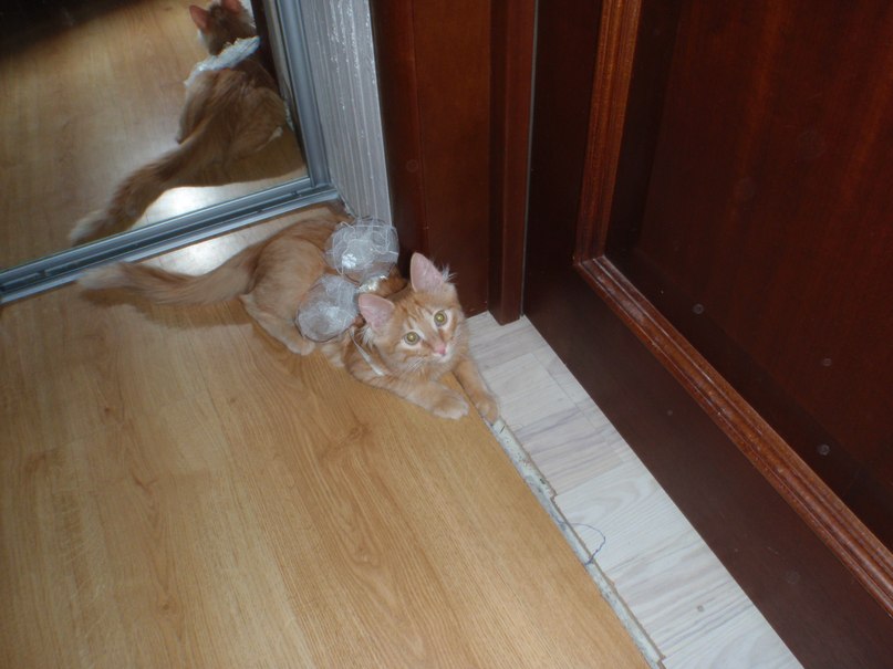 Катя Титаренко | Киев