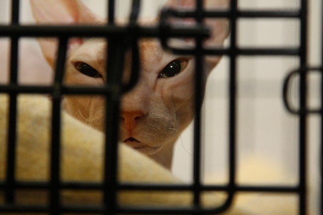 Андрей Шопша | Сыктывкар