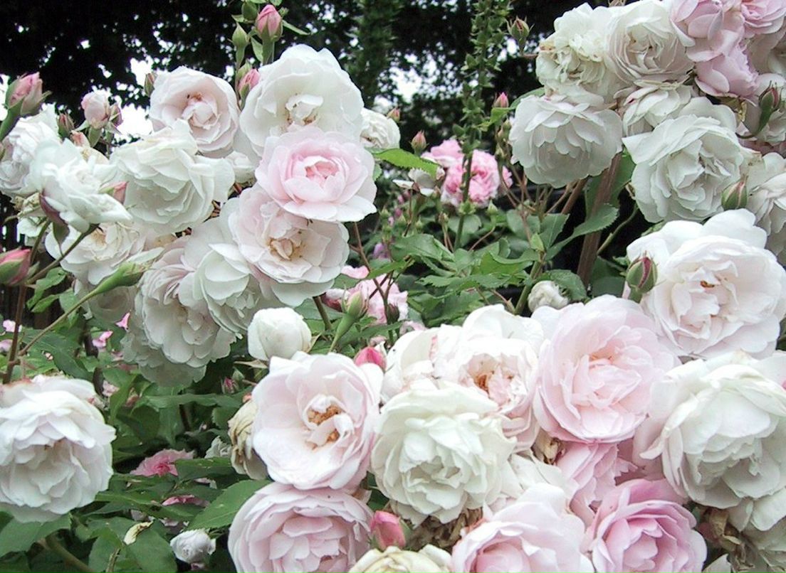 Альонка Мирончук | Шепетовка