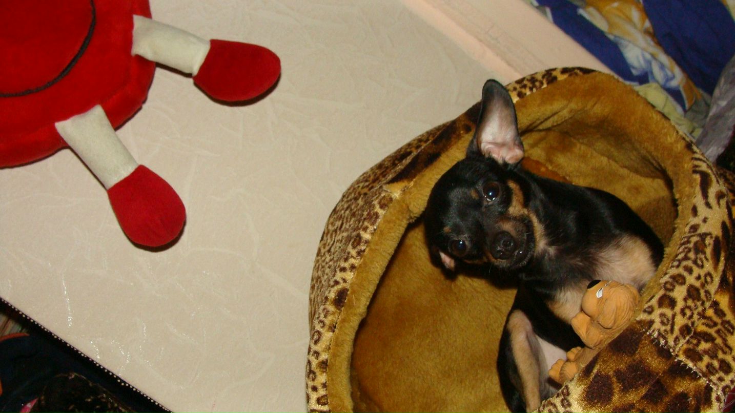 Кристина Шаманина -ГУПИК- | Москва