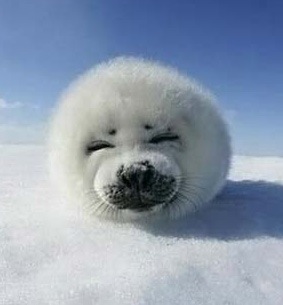 №8, Михаил Павлов, Киев №8, Михаил Павлов, Киев