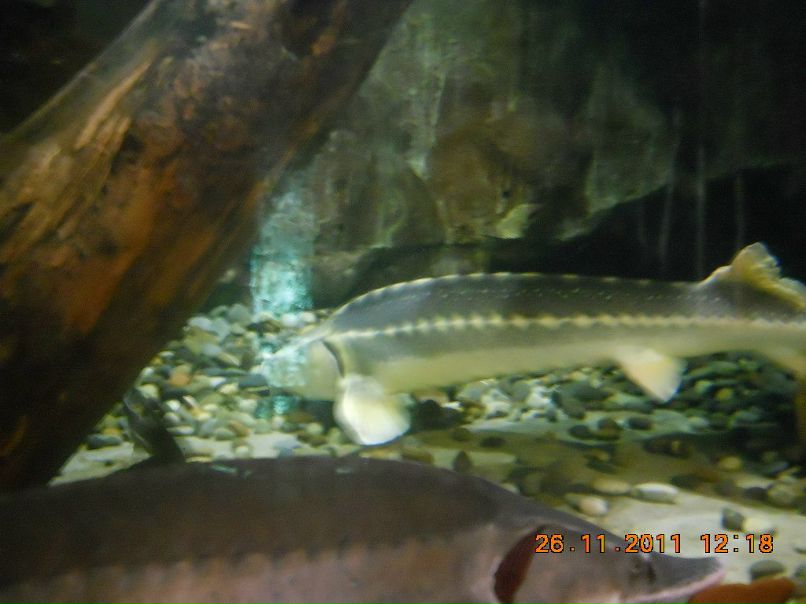 Павел Игнатьев | Костомукша