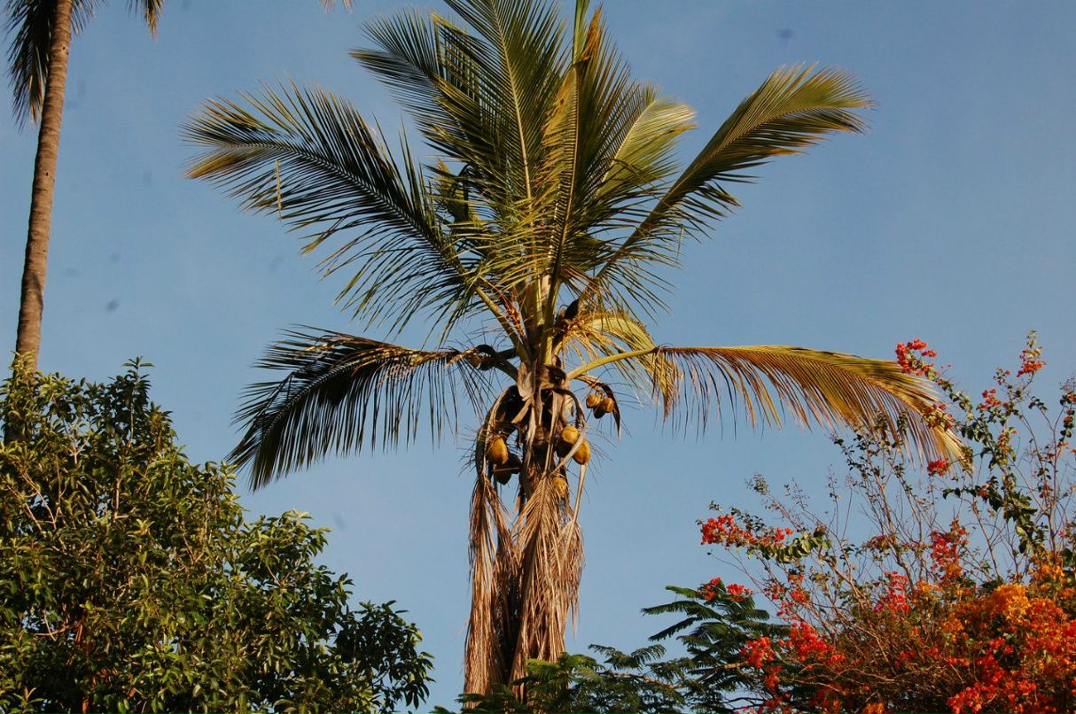 Наталя Онгуко | 