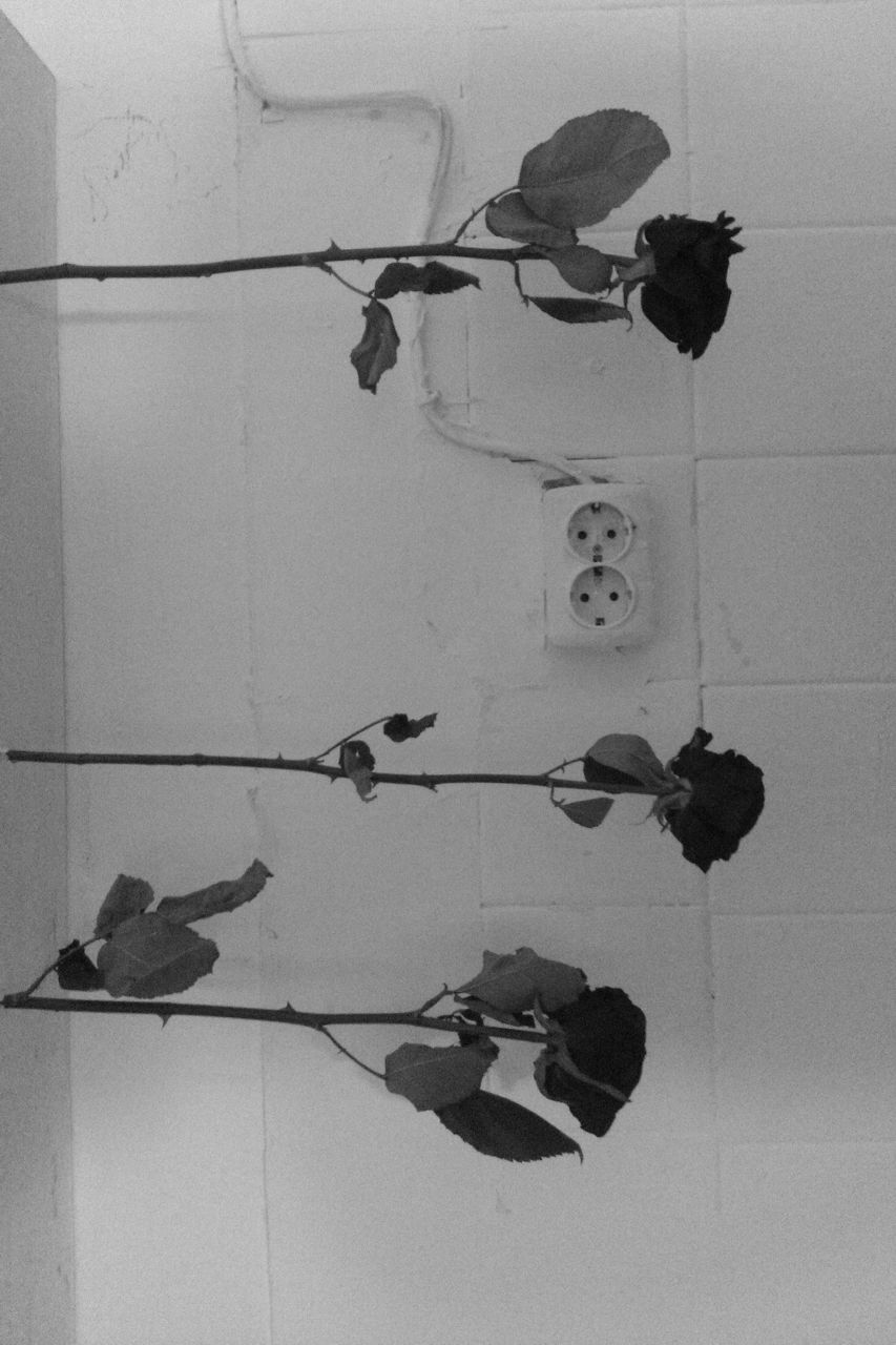 Желиза Роуз | Москва