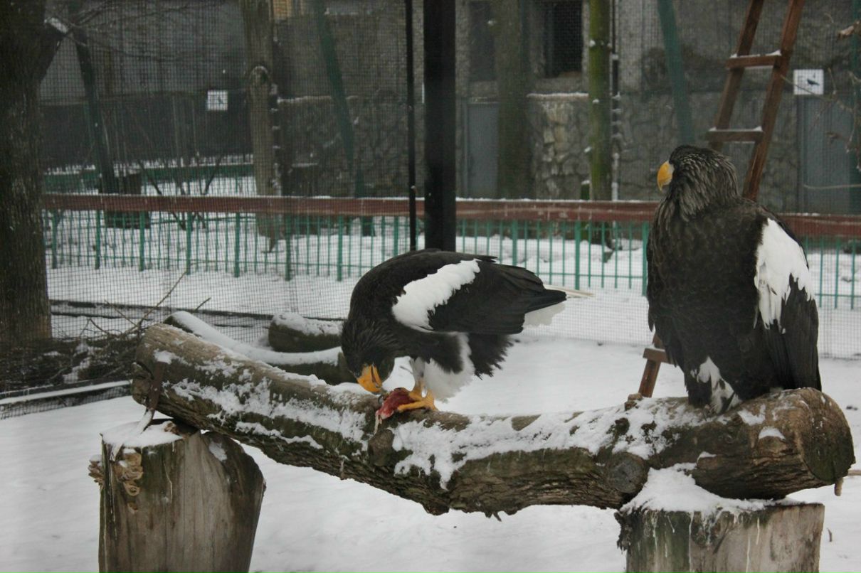 Екатерина Голубенко | Санкт-Петербург
