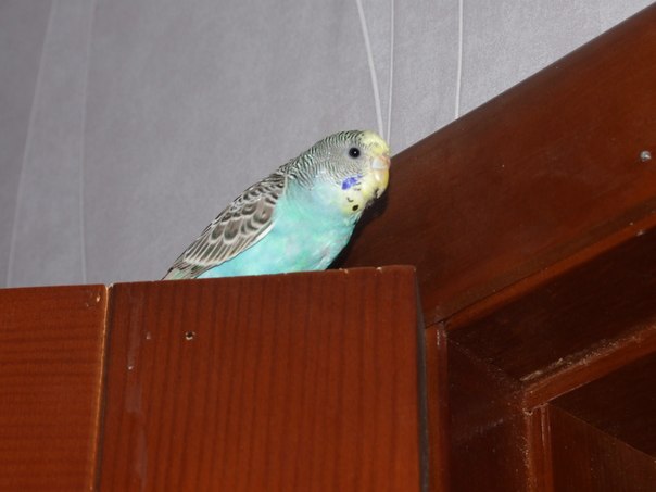 №4, Катя Балабанова №4, Катя Балабанова