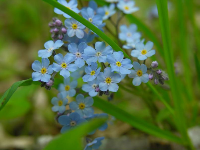Наталья Ганиева | Tokyo
