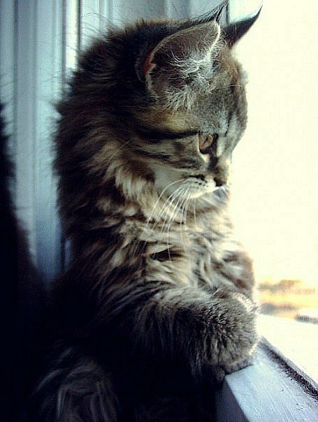 Ольга Литвинко | Севастополь