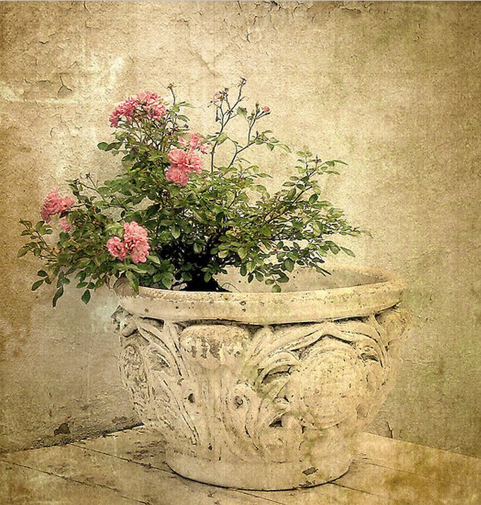 Ірина Москвитин | Львов