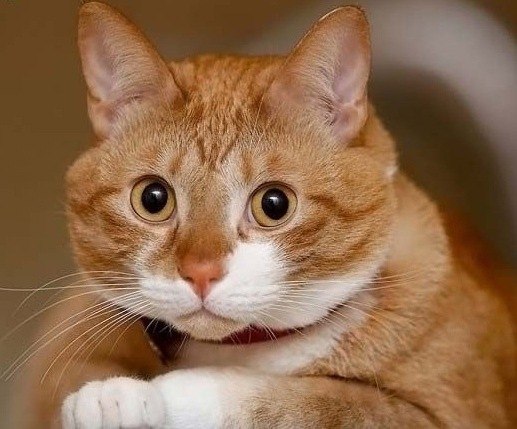 Янис Родионов | Сыктывкар