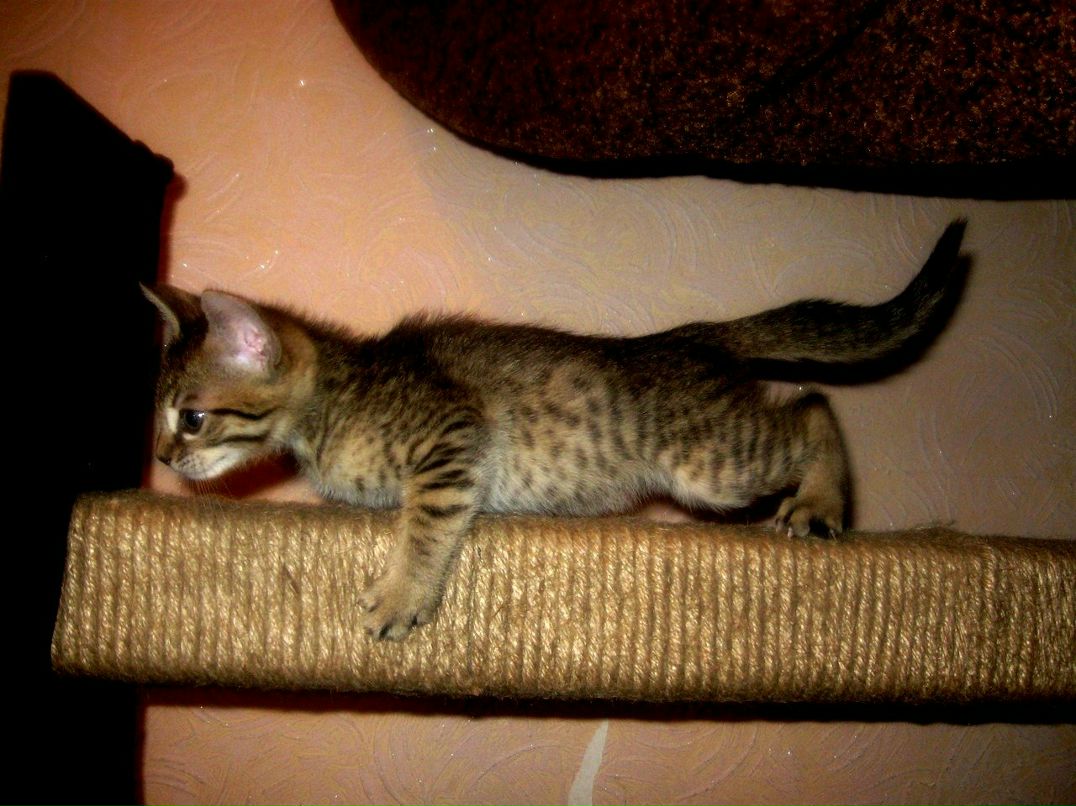 Руслан Алексеевич | Красноярск