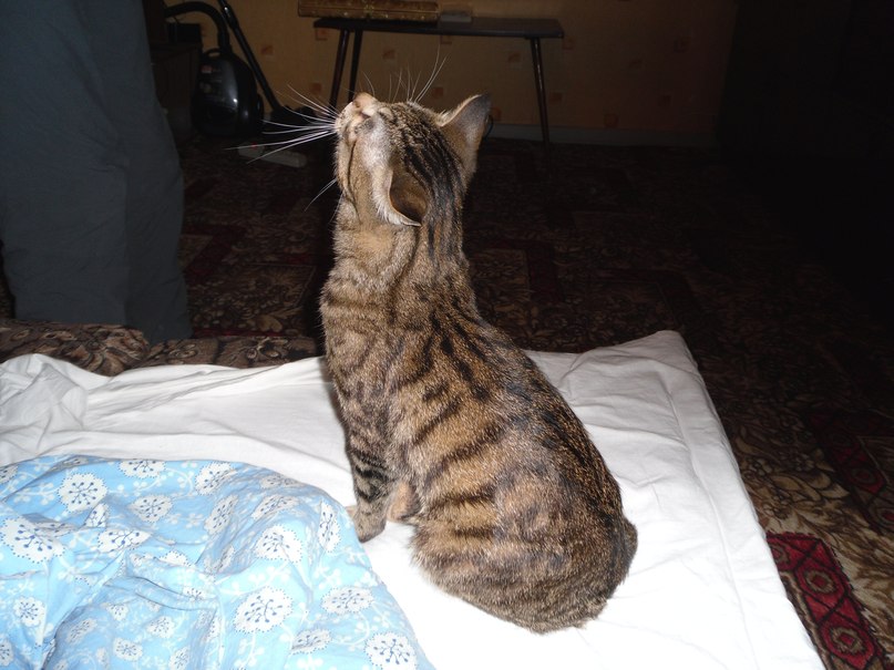 Олеся Михеева | Санкт-Петербург