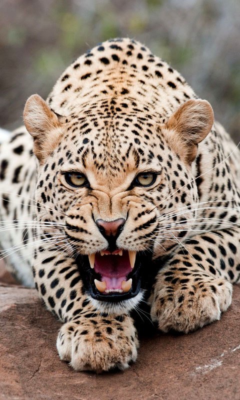 Ксюшик Жучек | Кривой Рог