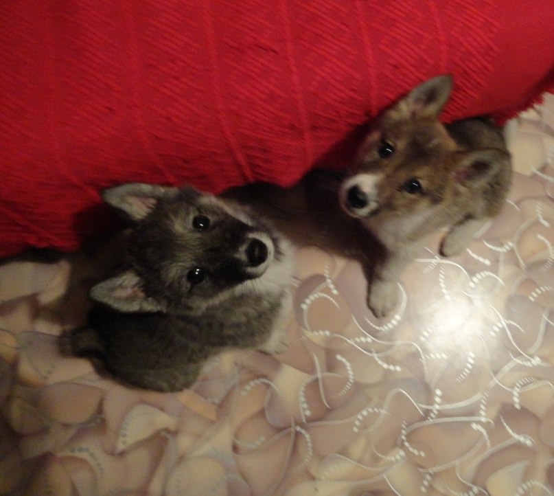 Дарья Мажухина | Нижний Новгород