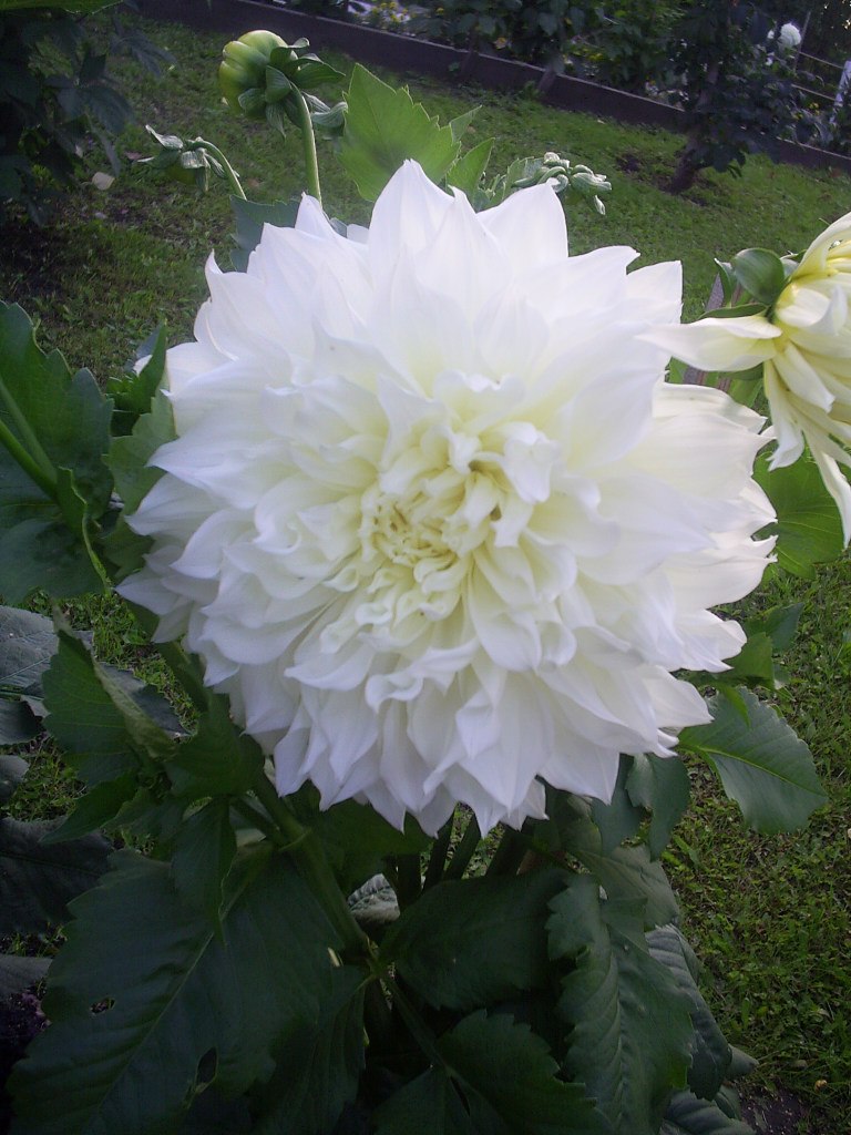 Елена Антипова | Красноярск