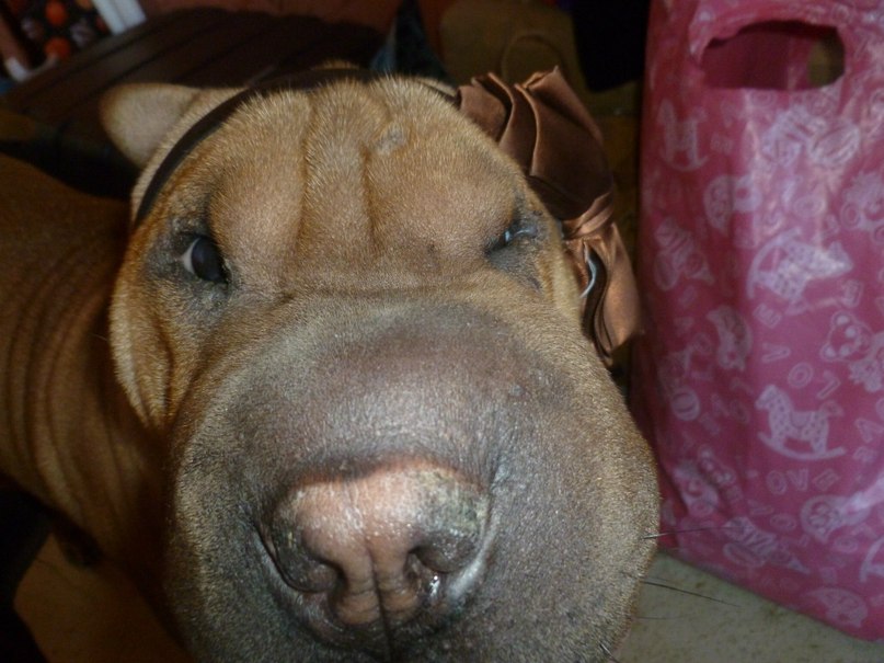 Светлана Горшкова Николаевна | Челябинск