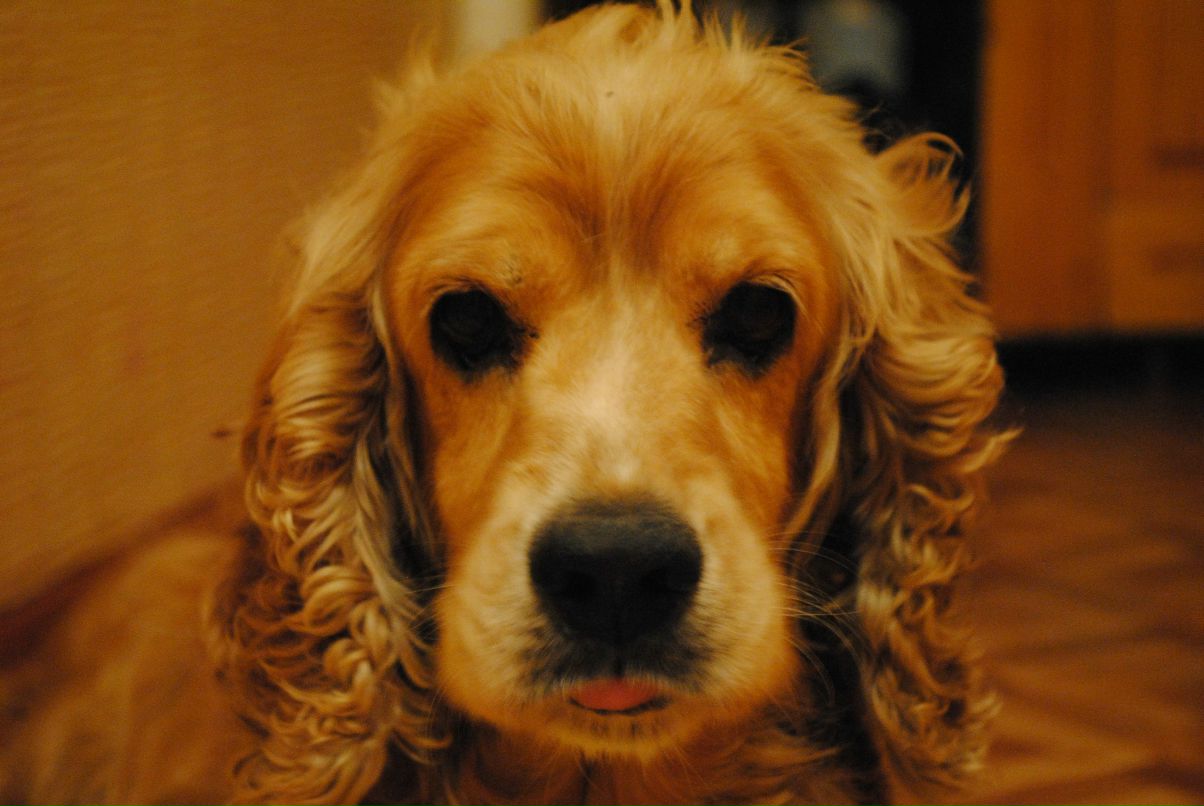 Виктория Сычугова | Запорожье