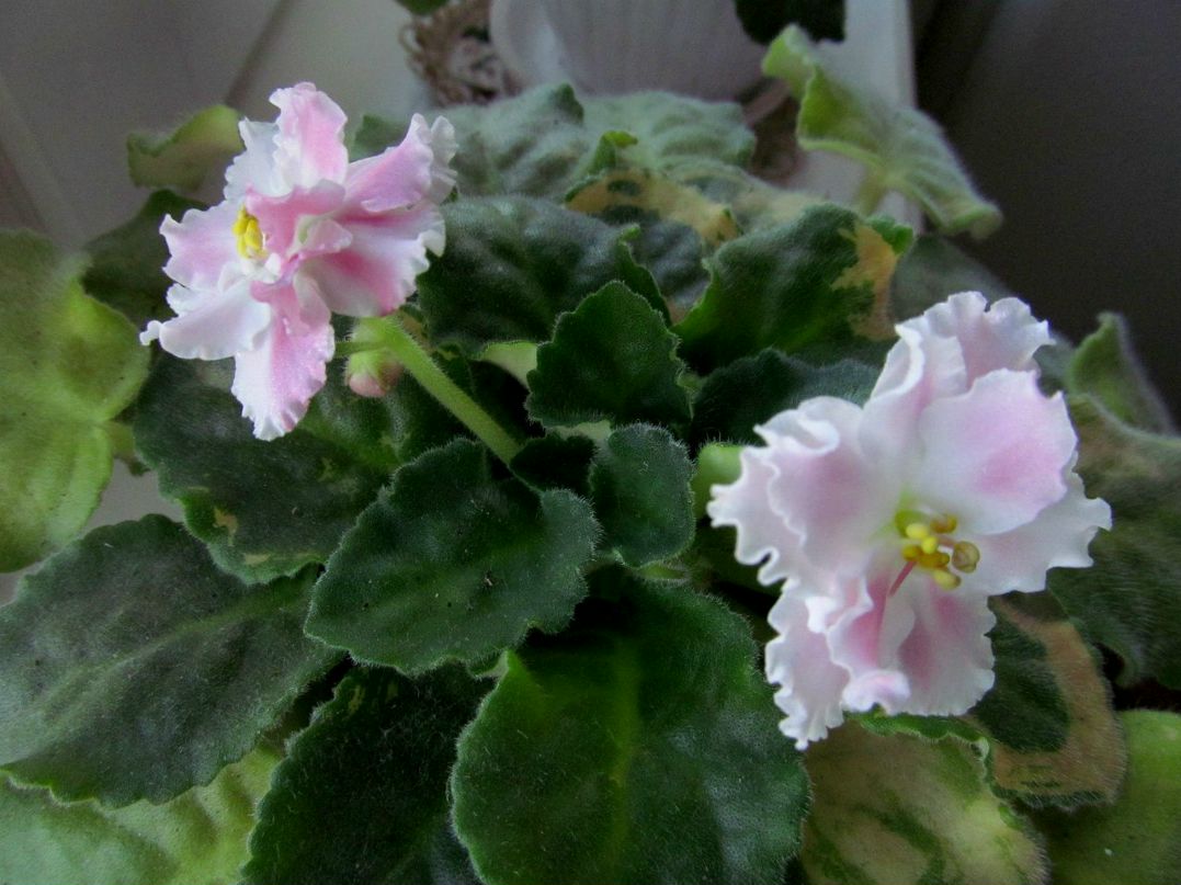 Василий Перваков | Москва