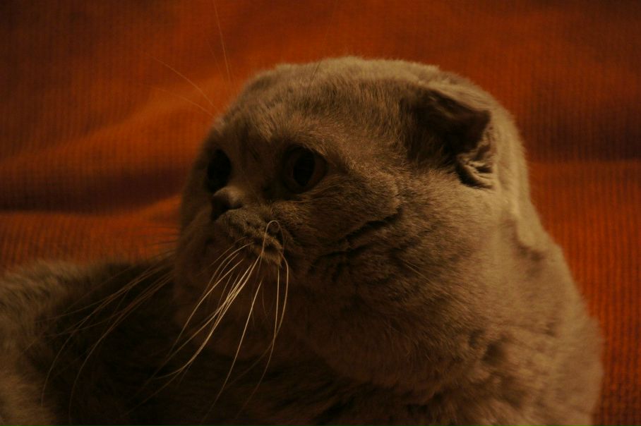 №32, Елена Носникова, 42 года, Архангельск №32, Елена Носникова, 42 года, Архангельск