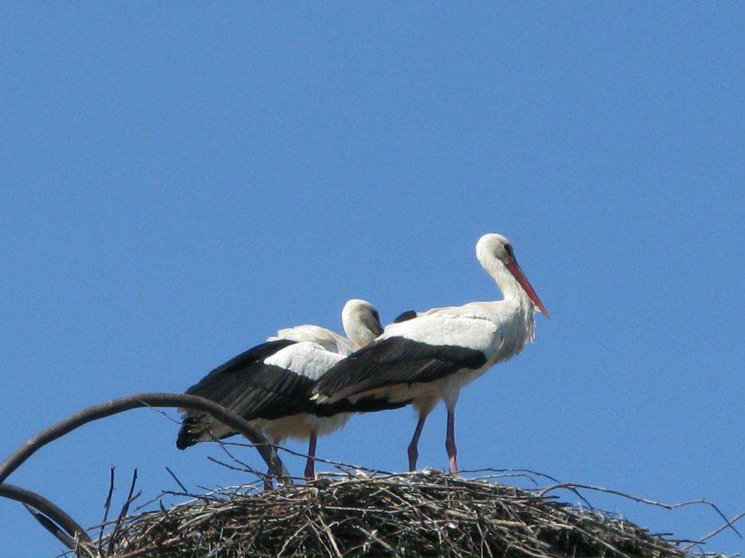 Михаил Мошников | Алеховщина