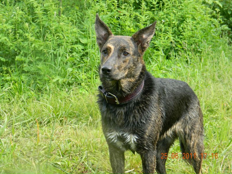 Сережка Orange | Петрозаводск