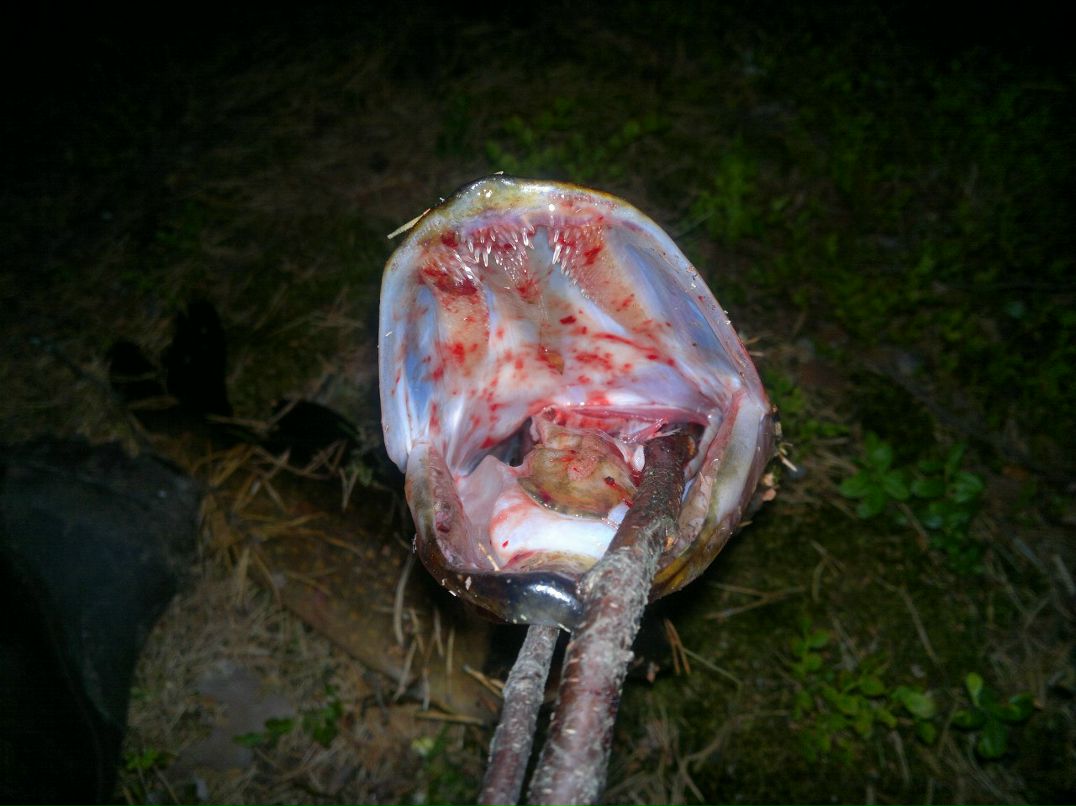 Алексей Кичко | Гродно