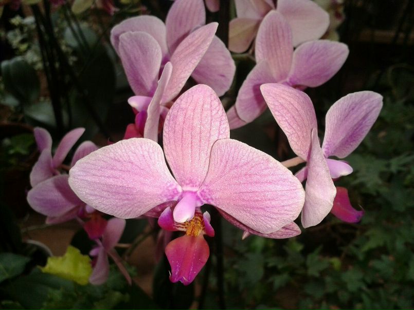 №66, Olga Smoleva, Shanghai №66, Olga Smoleva, Shanghai