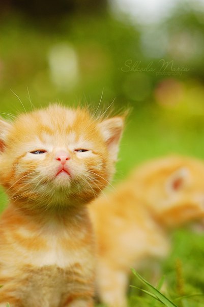 Танічка Коваль | Червоноград