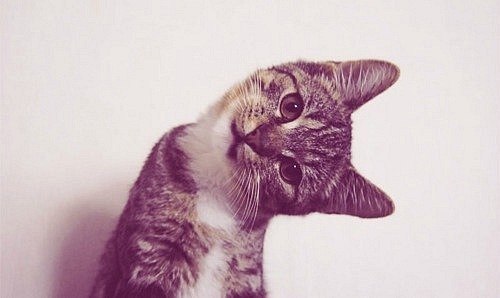 Олеся Цыбульская |Алисия| | Самара