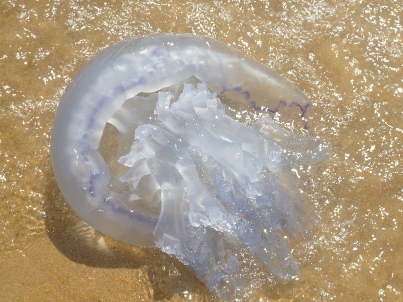 Евгений Водовозов | Первоуральск
