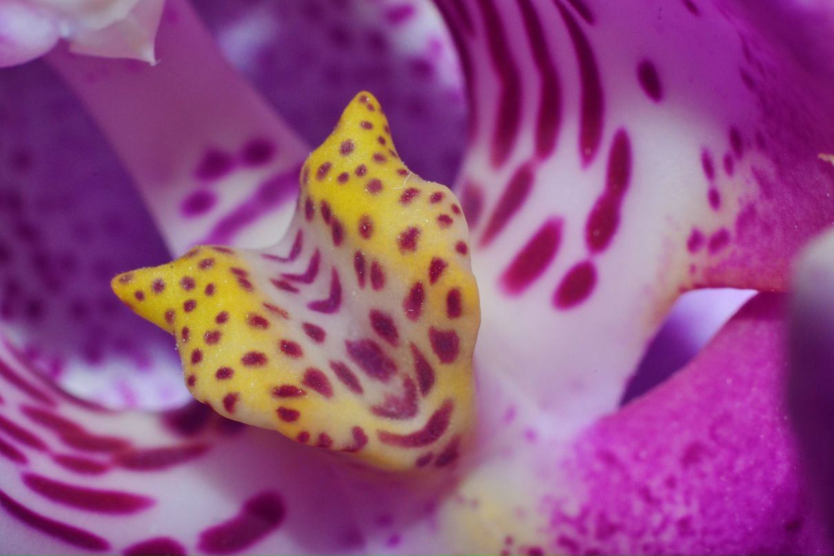 Ярослав Холявко 