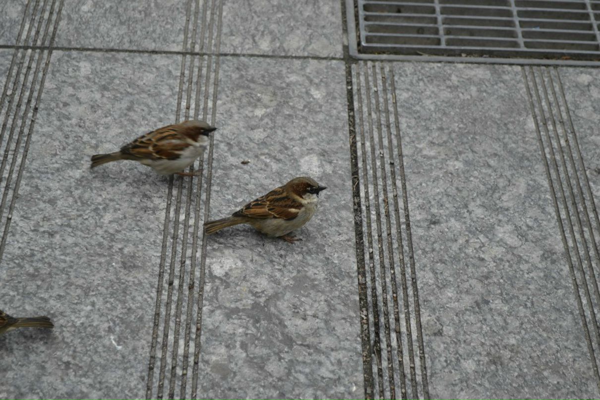 Денис Каноник Denis_BSU | Минск