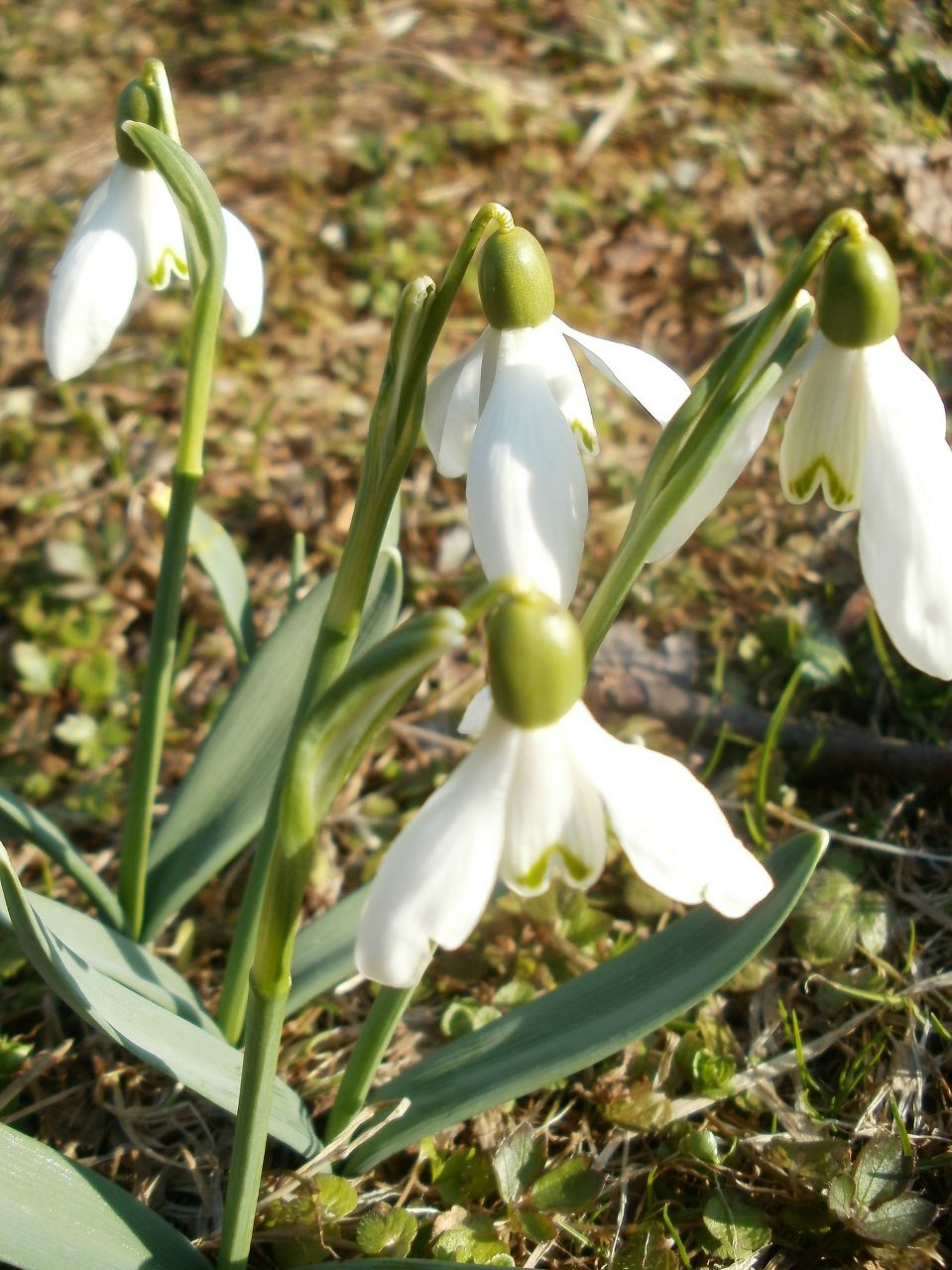 Олена Яворська | Львов