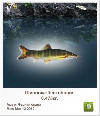 Мишка Ковосапый | Москва