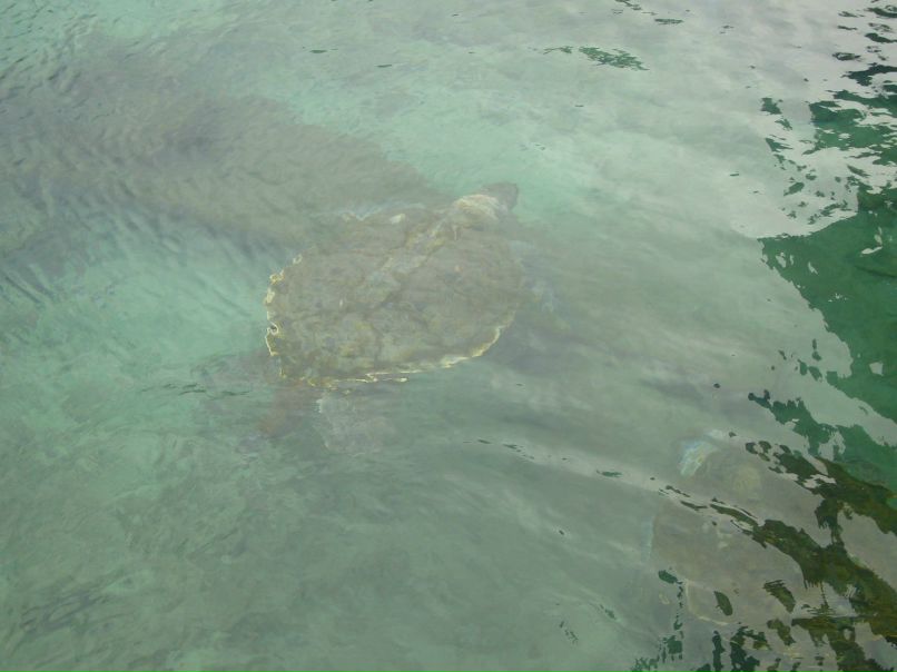 Гари Алексанян | Москва