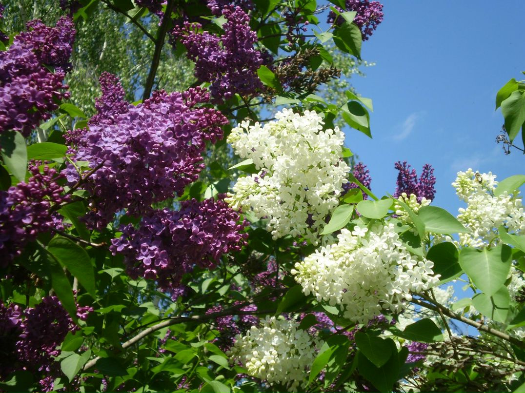 Светлана Кузьмина | Рязань