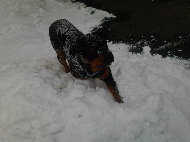 Валентин Ляскало | Полтава