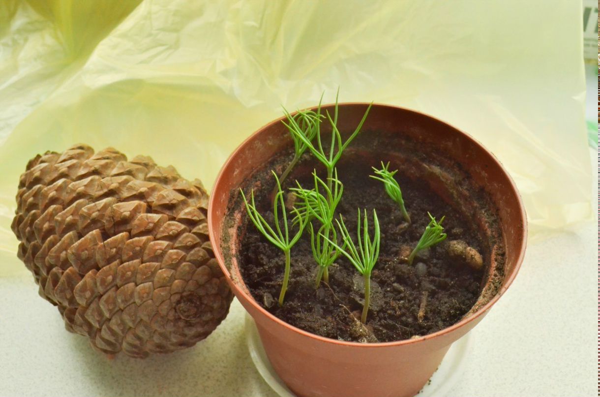 Сергей Некрасов | Бор