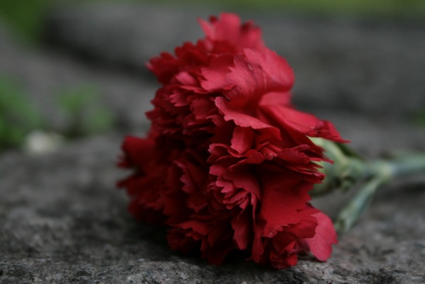 №8, Марина Нестеренко №8, Марина Нестеренко