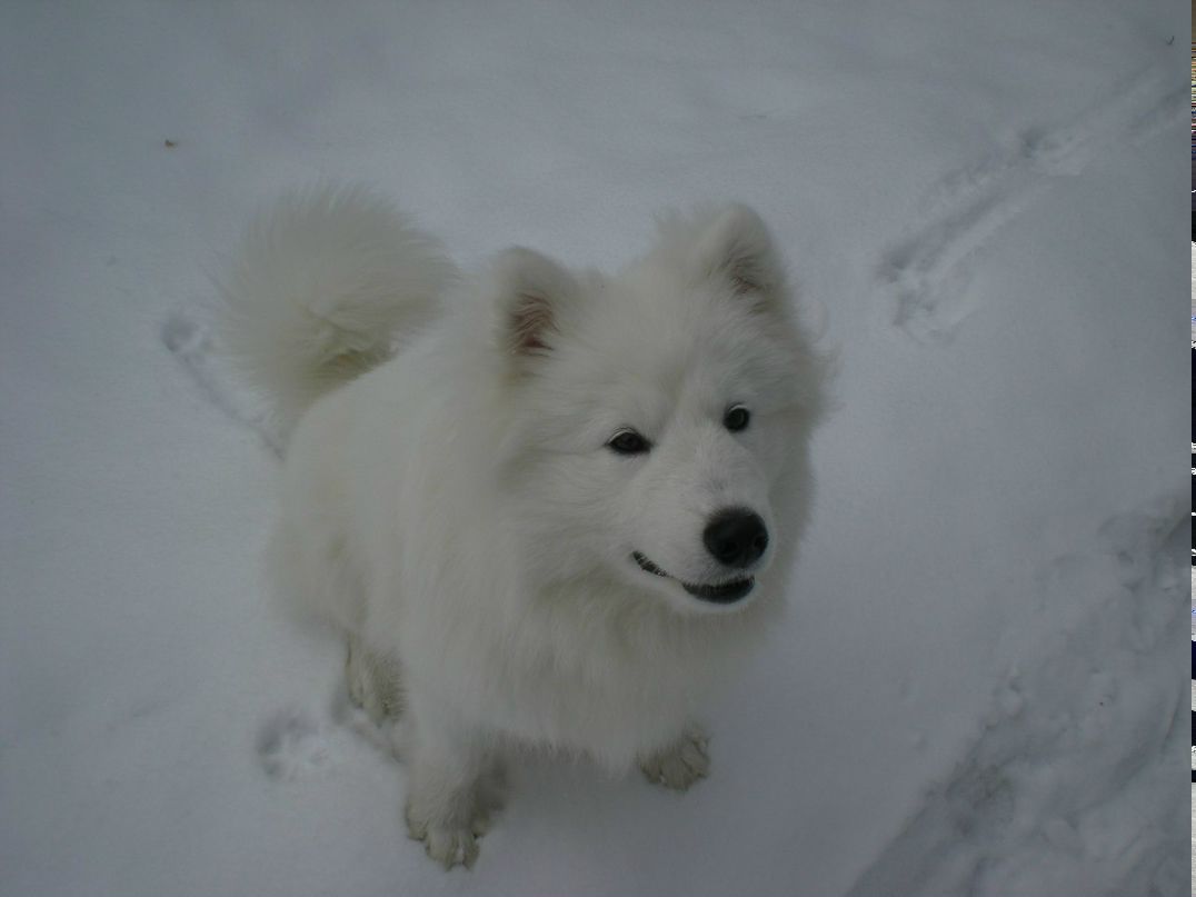 Олеся Пархоменко-Максимова | Pago Pago