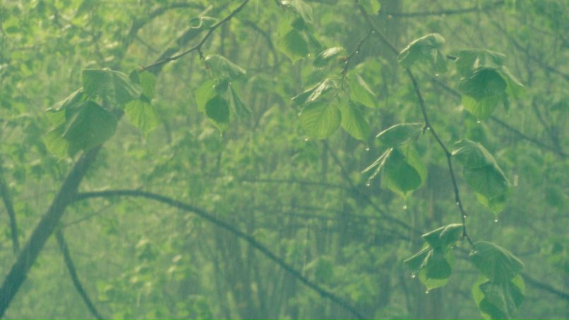 Владимир Шапран | Киев