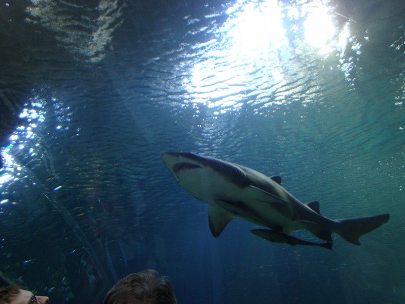 Михаил Кулешов | Воронеж