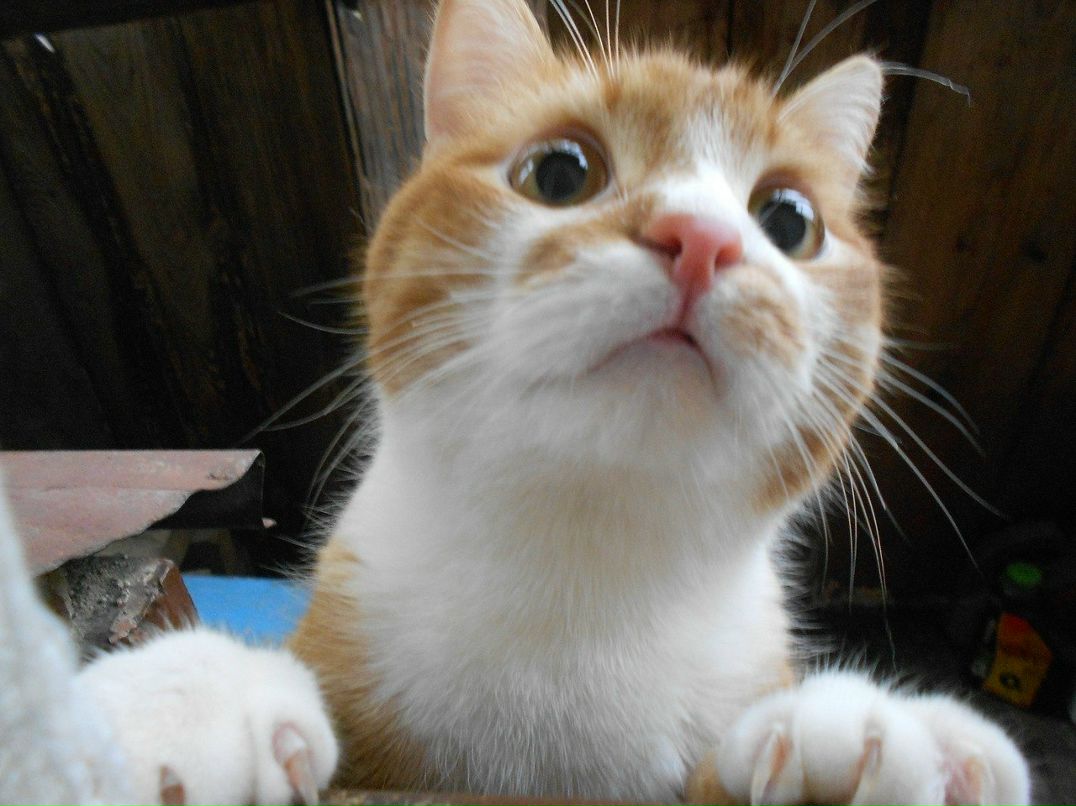 Марианна Кутукова | Нижневартовск