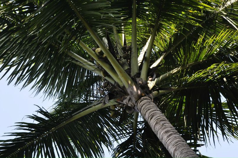 Александр Панфилов | Москва